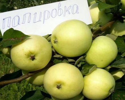 Περιγραφή της ποικιλίας μήλου Η κόρη Papirovka και οι ιδιαιτερότητες της καλλιέργειάς της, η ιστορία της επιλογής