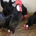 Características e descrição das galinhas Minorca, regras de criação