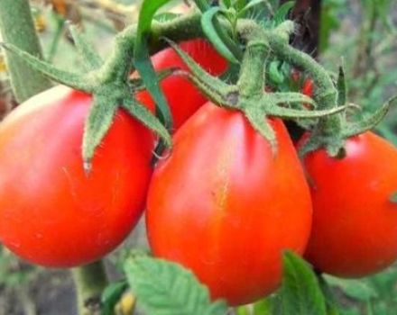 Beschreibung und Eigenschaften der Tomatensorte Red Pear