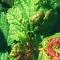 How to deal with currant anthracnose, symptoms and treatment of the disease