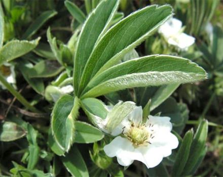 Regeln für die Verwendung von weißem Cinquefoil, nützliche Eigenschaften und Kontraindikationen