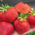 Características e descrição dos morangos Salsa, plantio e cuidados