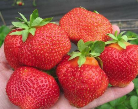 Kenmerken en beschrijving van Salsa-aardbeien, planten en verzorgen