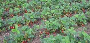 Is it possible to plant different varieties of strawberries next to each other on the same bed