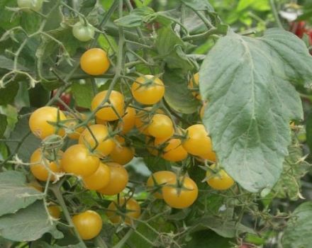 Beschreibung der Sorte Kirschtomatengelb, Merkmale des Anbaus und der Pflege