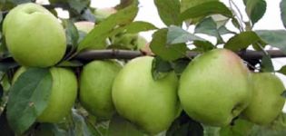 Caratteristiche della varietà di mele Sokolovskoye, descrizione dei frutti, resa e resistenza invernale