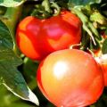 Beschreibung der Tomatensorte Bulat und ihrer Eigenschaften