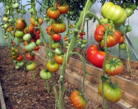Characteristics and description of the wild rose tomato variety, its yield