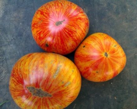 Beschreibung und Eigenschaften der Tomatensorte King of Beauty
