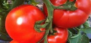 Beschreibung der Tomatensorte Belfort, Merkmale des Anbaus und der Pflege