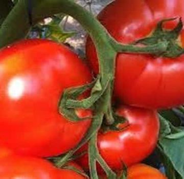 Beskrivelse af Belfort-tomatsorten, funktioner i dyrkning og pleje