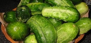 Descrição da variedade de pepino Filho da Prateleira, características de cultivo e cuidado