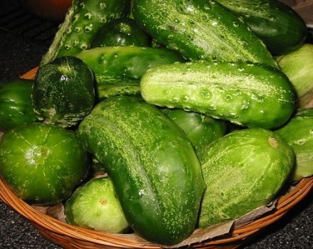 תיאור מגוון המלפפונים של בן המדף, תכונות טיפוח וטיפול