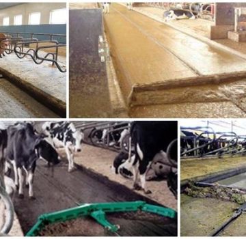 Manure removal systems in the barn, top-4 methods and manure processing