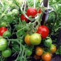 Описание на сорта домат Захарна уста, неговите характеристики и добив