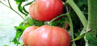 Characteristics and description of different varieties of giant tomatoes