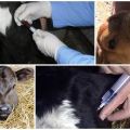 Causas da tosse em um bezerro e como tratá-la em casa