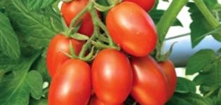 Description and characteristics of the tomato variety Katenka F1