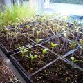 So bereiten Sie Tomatensamen zum Pflanzen, Verarbeiten und Einweichen von Sämlingen vor