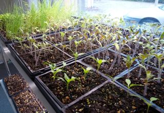 So bereiten Sie Tomatensamen zum Pflanzen, Verarbeiten und Einweichen von Sämlingen vor