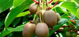 Pflanzen und Pflegen von Actinidia (Kiwi) in einem Gewächshaus, auf freiem Feld und zu Hause, wachsende Regeln