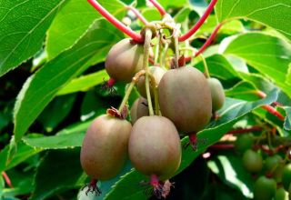 Plantning og pleje af actinidia (kiwi) i et drivhus, åbent felt og derhjemme, dyrkningsregler