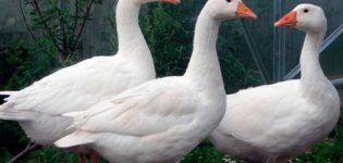 Beschreibung und Eigenschaften der Gänse der Mamut-Rasse, Zuchtregeln und Pflege
