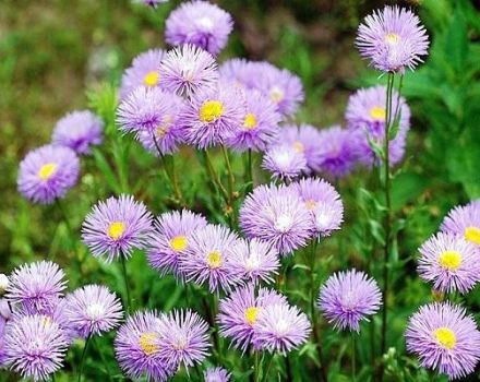 Regler for plantning og pleje af erigeron, beskrivelse af populære sorter