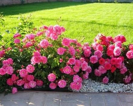 Description of varieties of Border roses, planting, growing and care in the garden