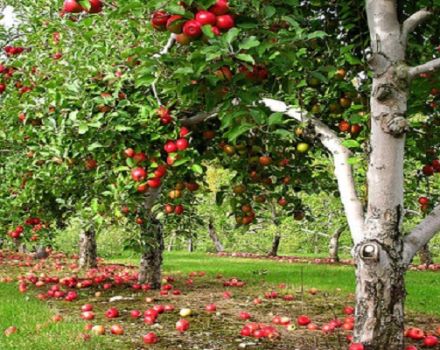 Lobo elma ağaçlarının tanımı ve özellikleri, çeşitleri, dikimi ve bakımı