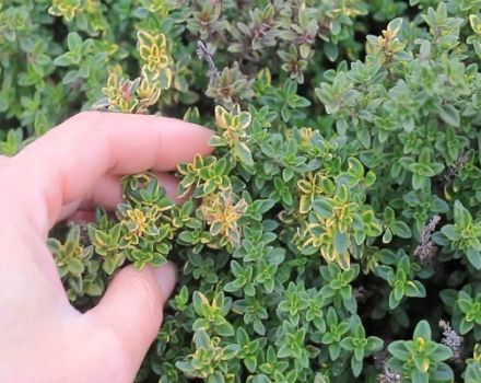 Cultivar, plantar e deixar tomilho-limão (tomilho) das sementes