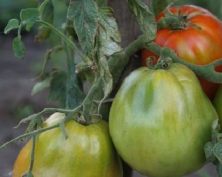 Description and characteristics of the ultra-early variety of Raja tomato