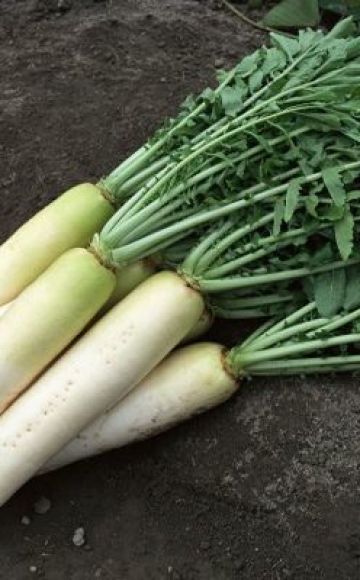 Beschreibung und Eigenschaften der besten Arten (Sorten) von Rettich für offenes Gelände