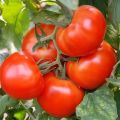 Kjennetegn og beskrivelse av den sibirske tomatmodellen som er tidlig modnet, utbytte og dyrking
