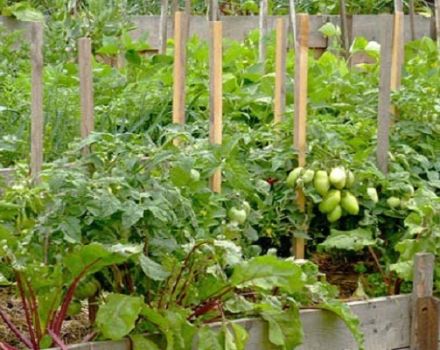 Med vad du kan plantera rödbetor i samma trädgård, kompatibilitet med lök och andra grönsaker