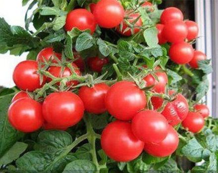 Caractéristiques et description de la variété de tomate Red Pearl