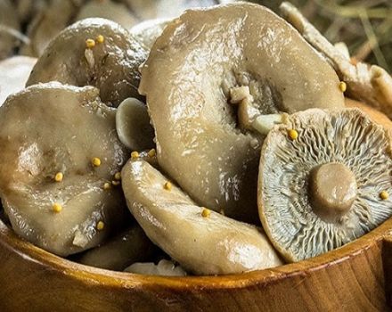 Einfache Rezepte zum Salzen von Milchpilzen zu Hause mit heißen und kalten Methoden