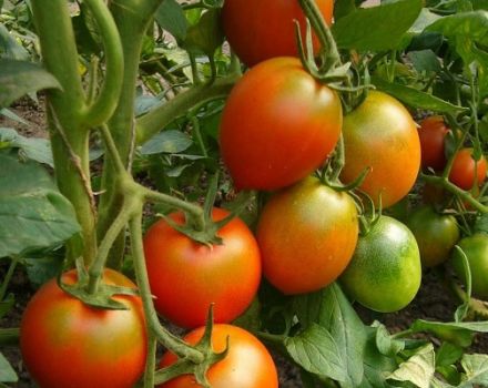 Beskrivning av tomatsorten Flagg, dess egenskaper och produktivitet