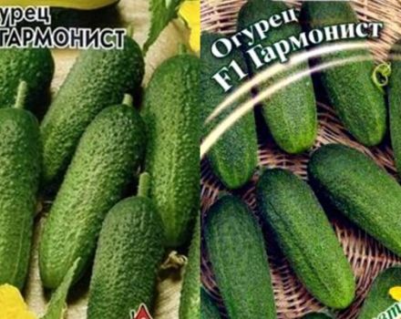 Опис краставца сорте Хармонист и његово гајење
