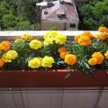 Ringelblumen auf freiem Feld pflanzen, anbauen und pflegen
