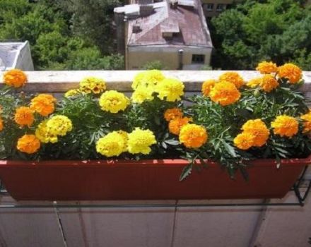 Ringelblumen auf freiem Feld pflanzen, anbauen und pflegen