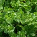 Descrição da variedade de menta crespa, características de cultivo e cuidados