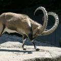 Описание и условия за отглеждане на алпийски планински кози, цена на ibex