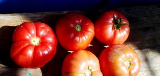 Eigenschaften und Beschreibung der Sorte Tomate Brandy Pink, deren Ertrag