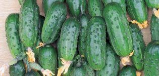 Beschreibung der Gurkensorte Seien Sie gesund, ihre Eigenschaften und Anbau