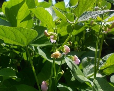 Description of the best varieties and types of green beans with names