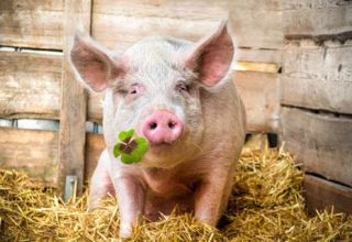 O que comem os porcos e como alimentá-los para crescer rapidamente em casa