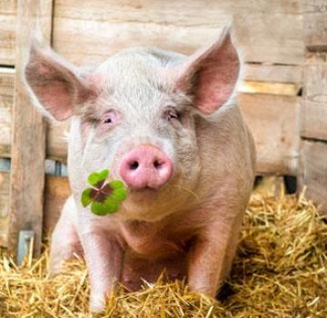 O que comem os porcos e como alimentá-los para crescer rapidamente em casa