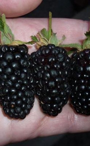 Описание и отглеждане на сорта Гигантска къпина, характеристики на грижа