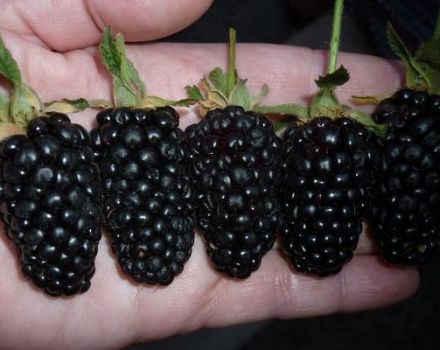 Περιγραφή και καλλιέργεια της ποικιλίας Giant blackberry, χαρακτηριστικά φροντίδας